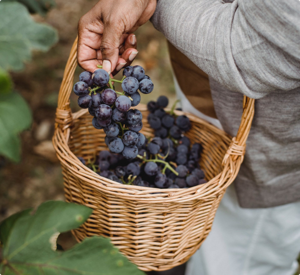 Grapes